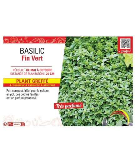BASILIC FIN VERT Plant greffé
