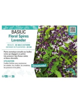 BASILIC FLORAL SPIRES LAVENDER