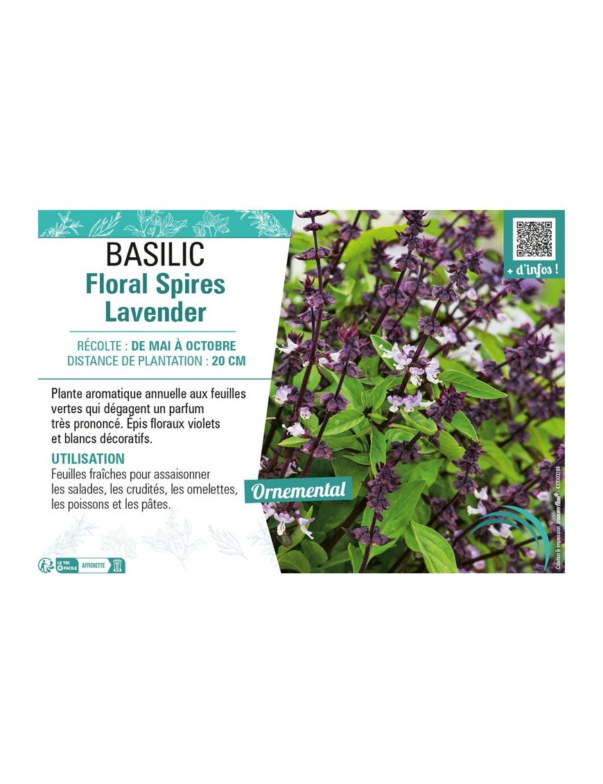 BASILIC FLORAL SPIRES LAVENDER