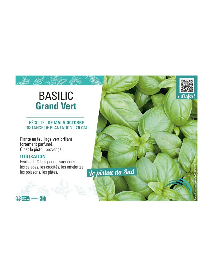 BASILIC GRAND VERT