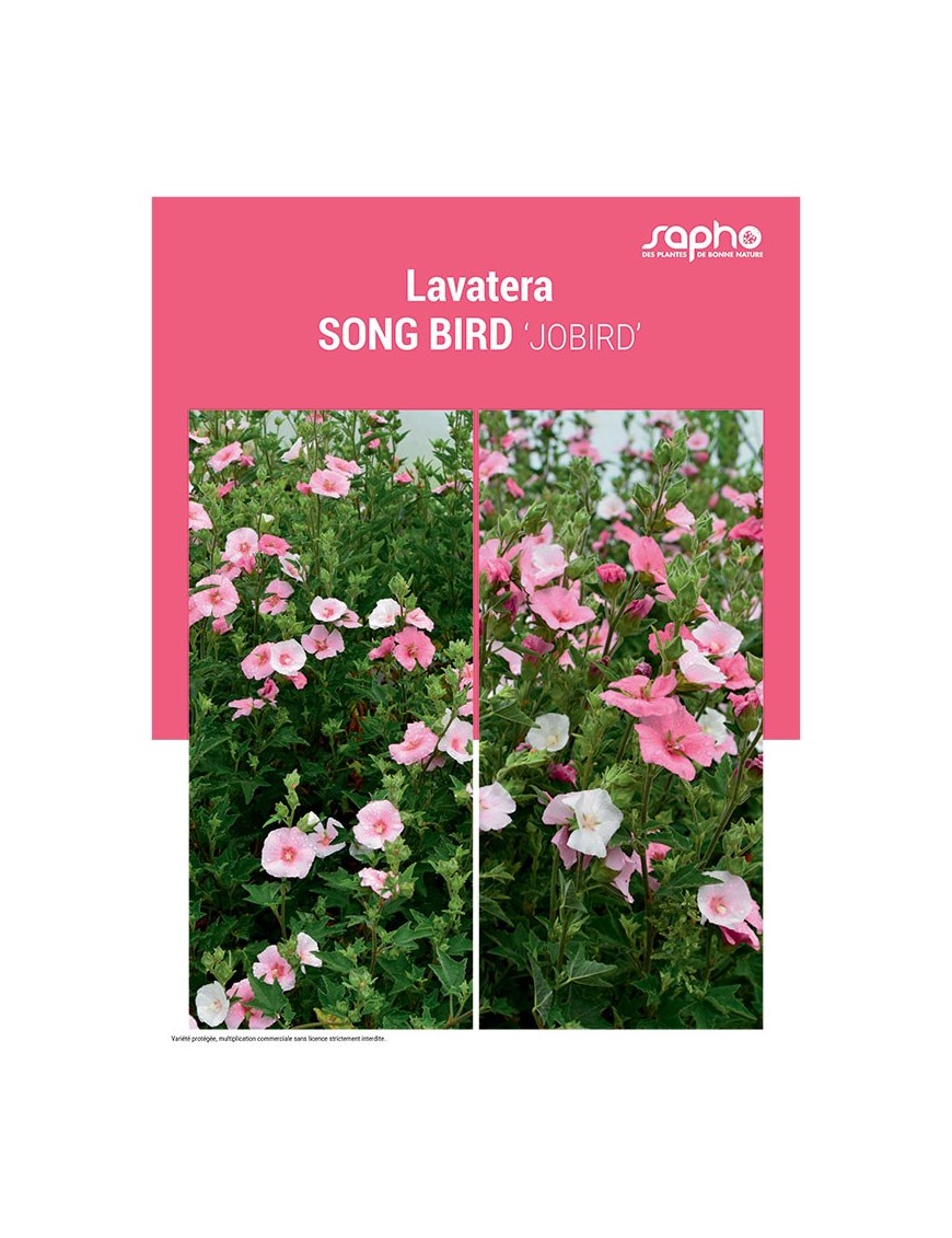 LAVATERA "Song Bird"