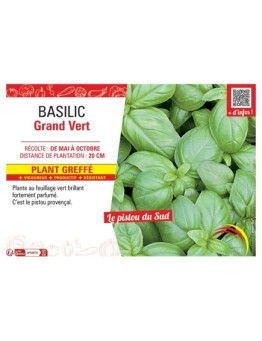 BASILIC GRAND VERT Plant greffé