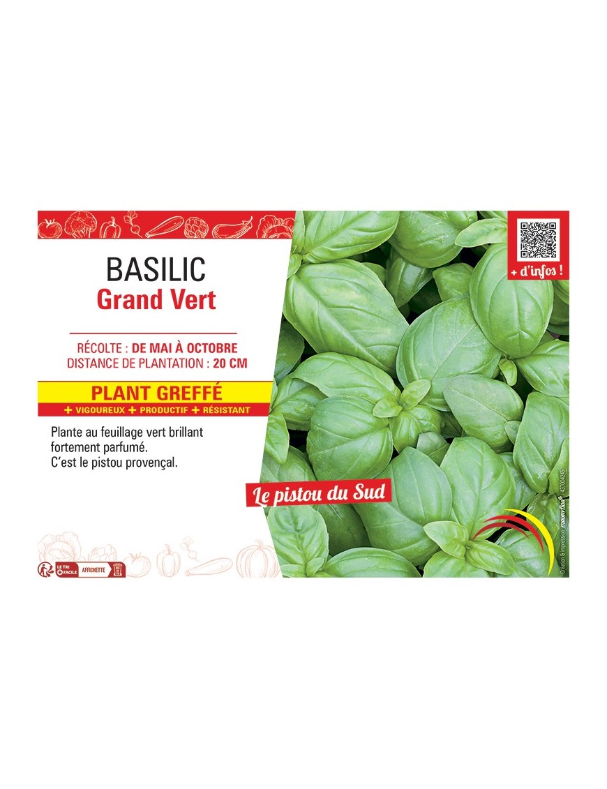 BASILIC GRAND VERT Plant greffé
