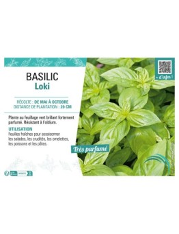 BASILIC LOKI