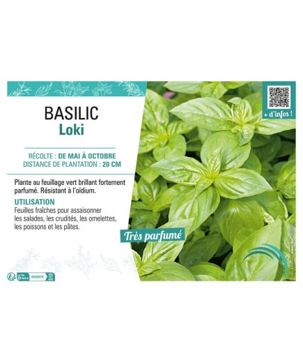 BASILIC LOKI