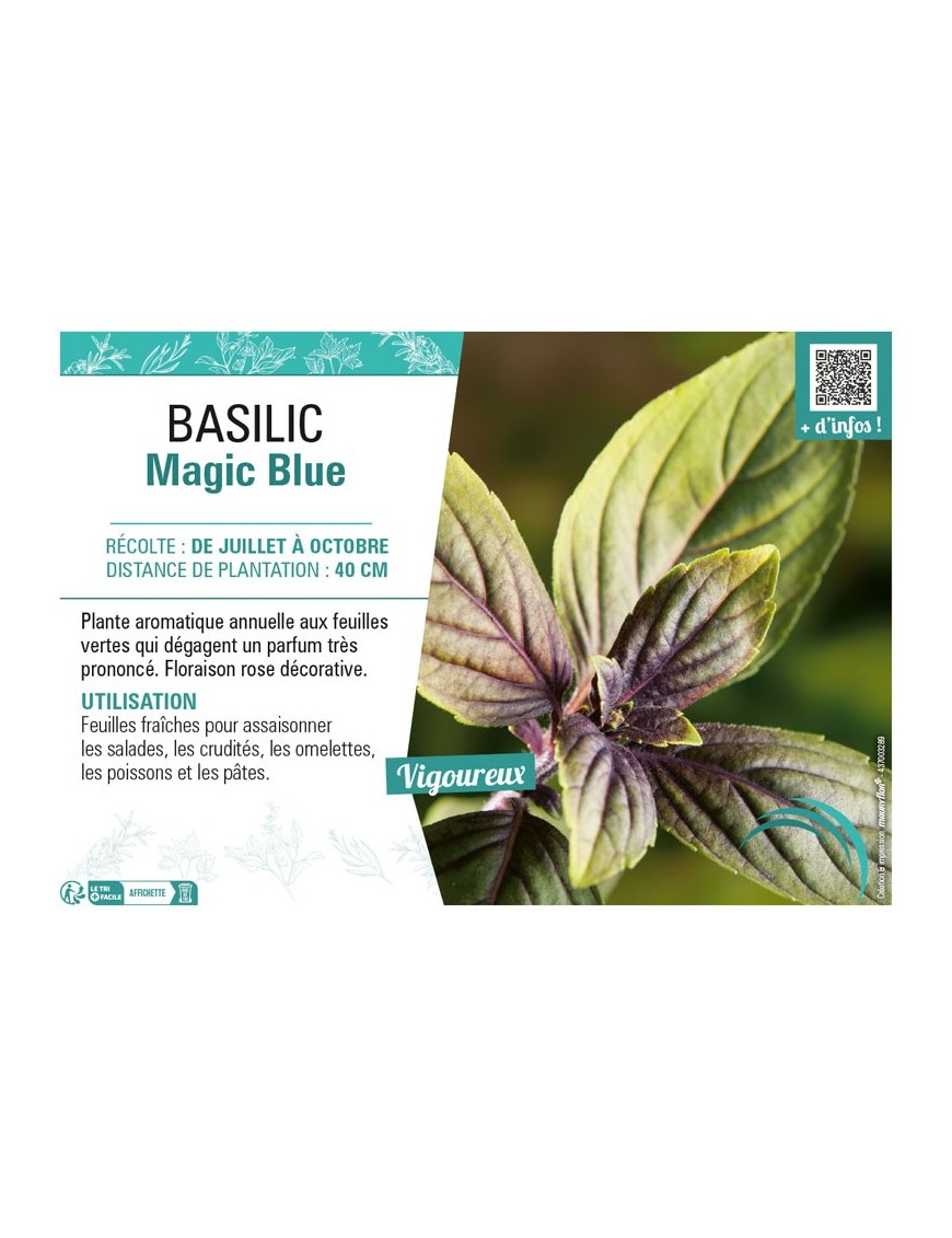 BASILIC MAGIC BLUE