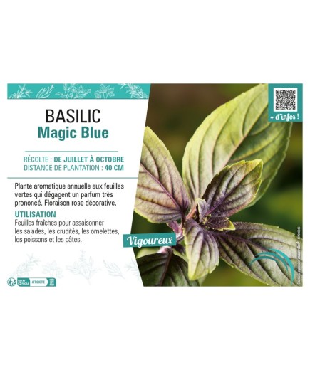 BASILIC MAGIC BLUE