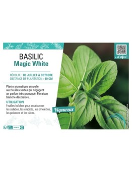 BASILIC MAGIC WHITE