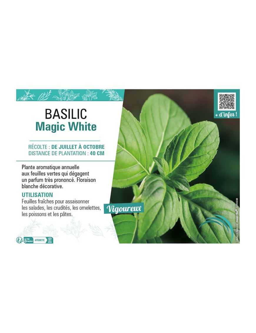 BASILIC MAGIC WHITE