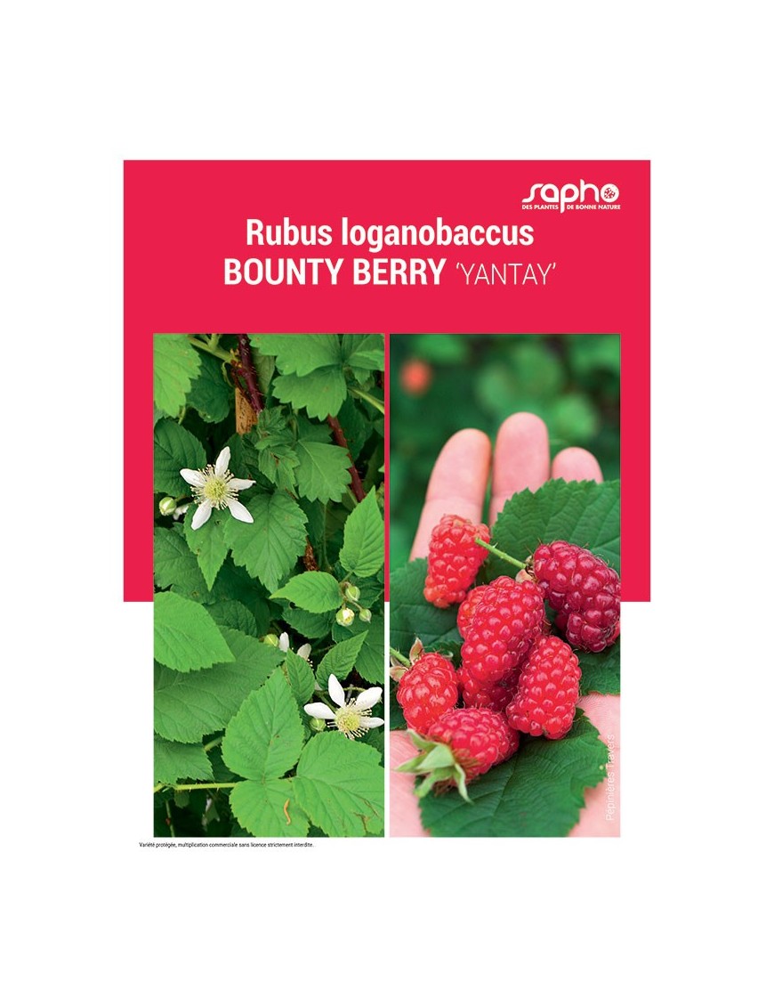 RUBUS LOGANOBACCUS "Bounty Berry"