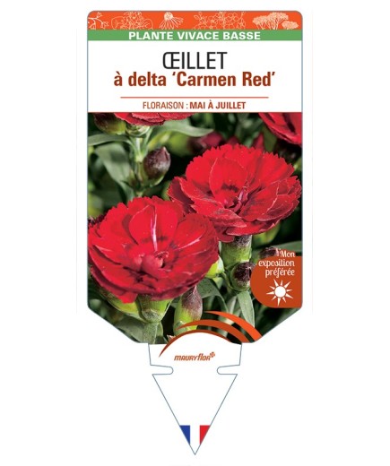 DIANTHUS deltoides Carmen Red voir Œillet à delta