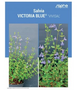 SALVIA "Victoria Blue®"