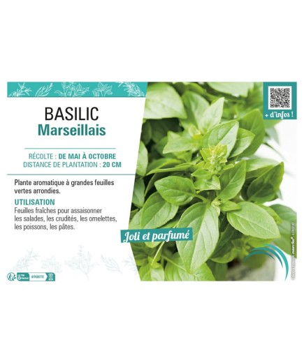 BASILIC MARSEILLAIS