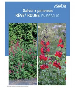 SALVIA X JAMENSIS "Rêve® Rouge"