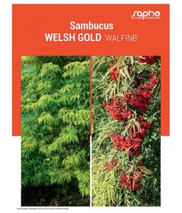 SAMBUCUS "Welsh Gold"