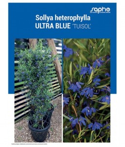SOLLYA HETEROPHYLLA "Ultra Blue"