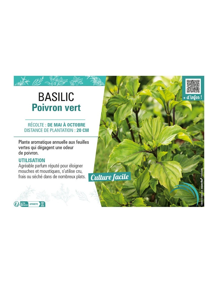 BASILIC POIVRON VERT