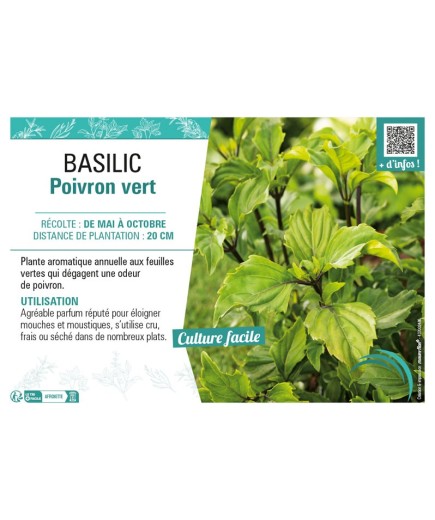 BASILIC POIVRON VERT