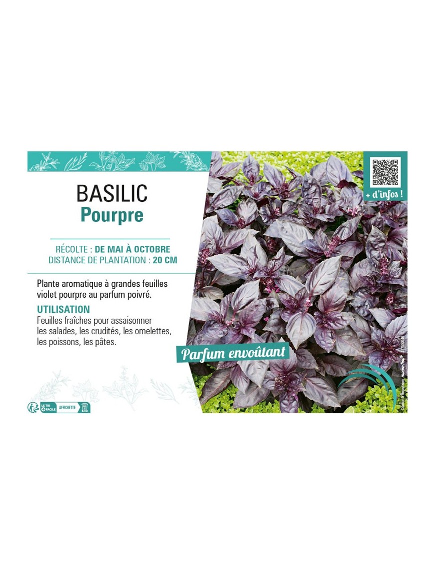 BASILIC POURPRE