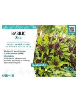 BASILIC SITA