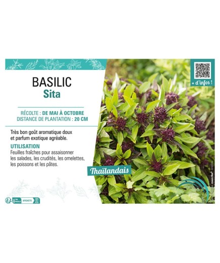 BASILIC SITA