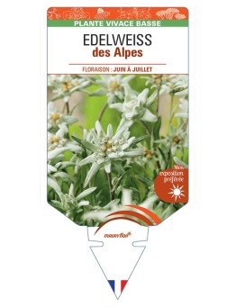 EDELWEISS DES ALPES *