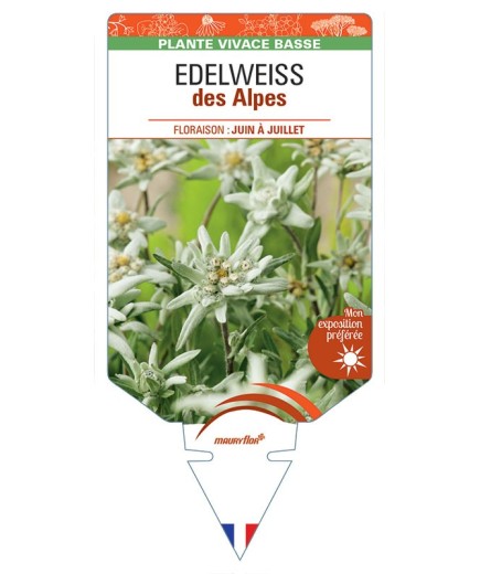 EDELWEISS DES ALPES *