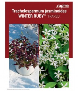 TRACHELOSPERMUM JASMINOIDES "Winter Ruby®"