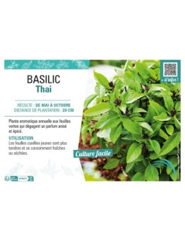 BASILIC THAÏ