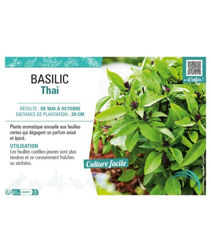 BASILIC THAÏ