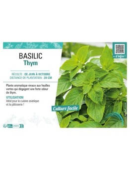 BASILIC THYM