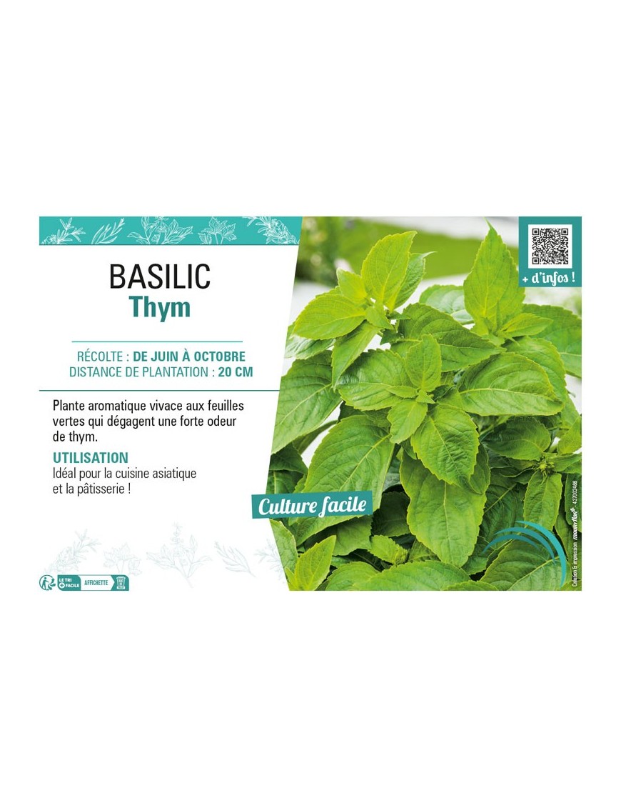 BASILIC THYM