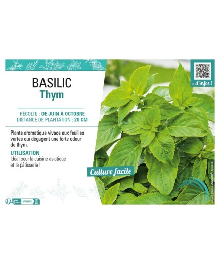 BASILIC THYM