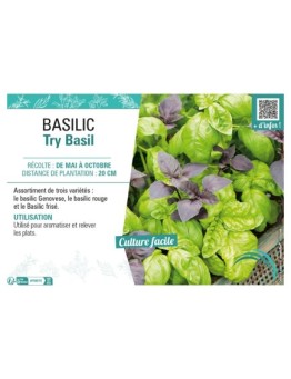 BASILIC TRY BASIL