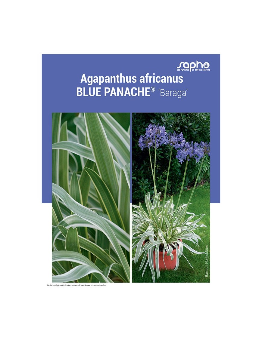 AGAPANTHUS AFRICANUS "Blue PANACHÉ®"
