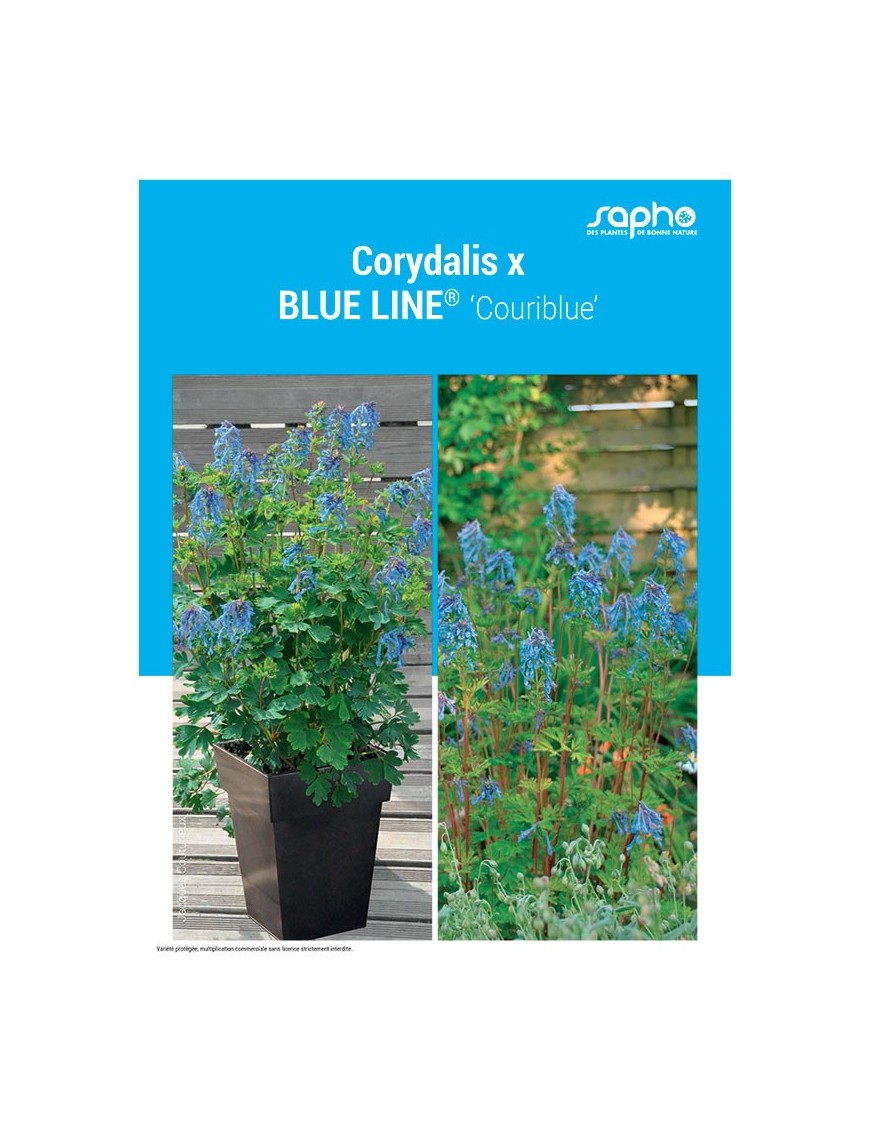 CORYDALIS X "Blue Line®"