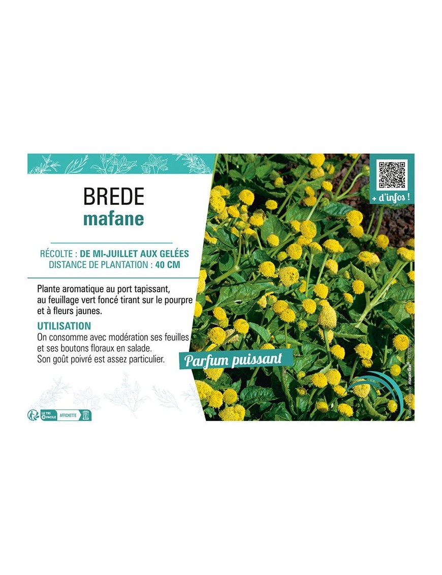 BREDE MAFANE
