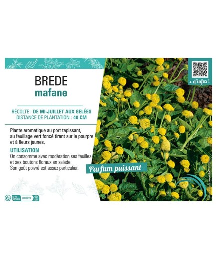BREDE MAFANE