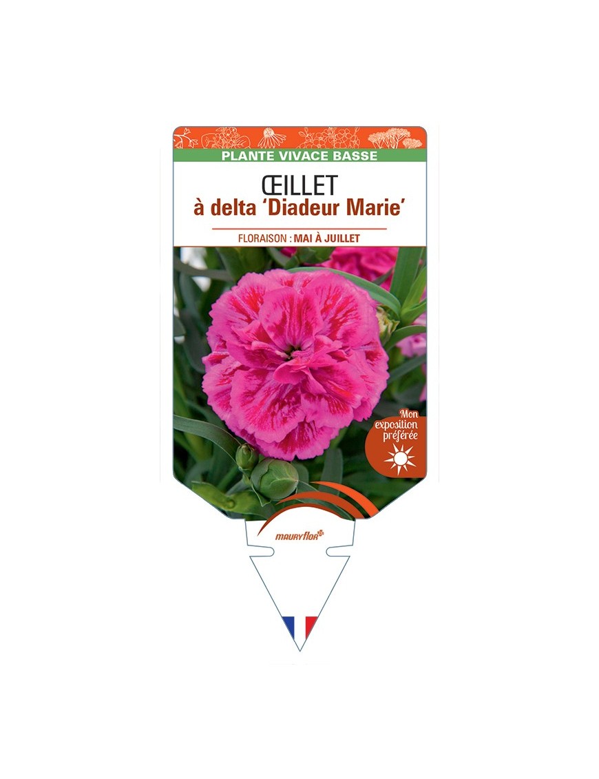 DIANTHUS deltoides Diadeur Marie voir Œillet à delta