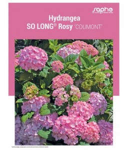 HYDRANGEA "So Long® Rosy"