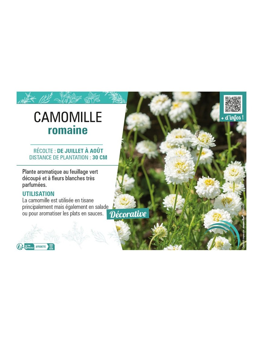 CAMOMILLE ROMAINE
