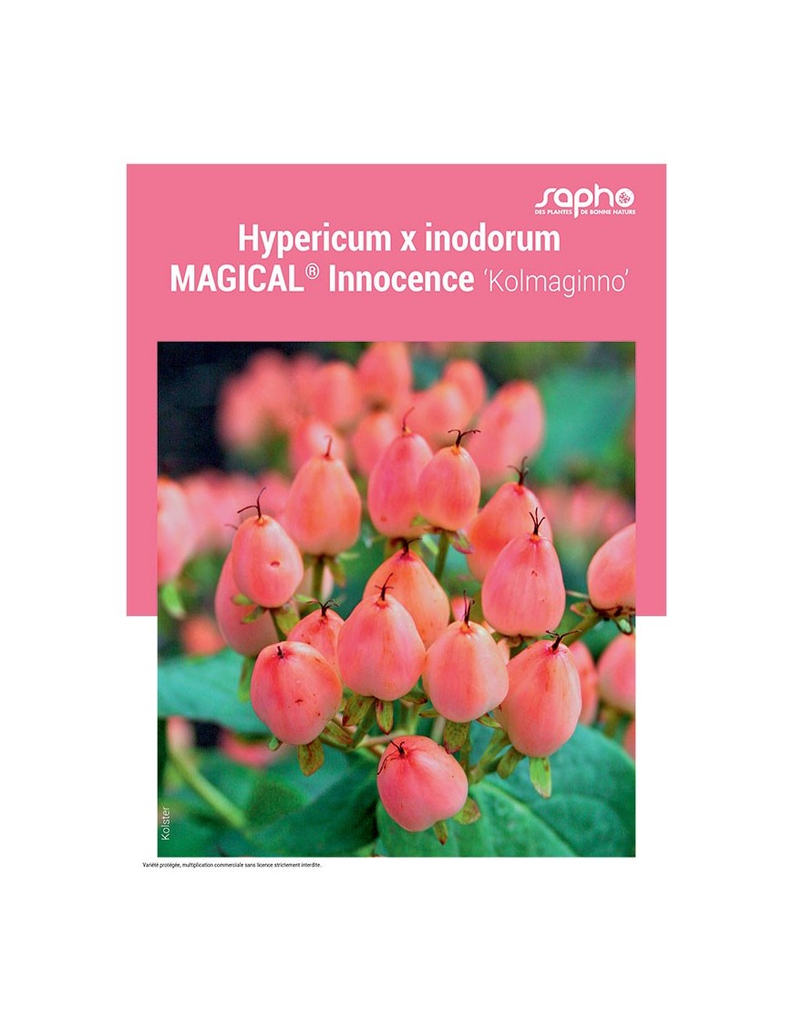 HYPERICUM X INODORUM "Magical® Innocence"