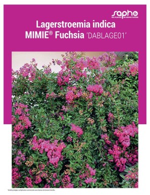 LAGERSTROEMIA INDICA "Mimie® Fuchsia"