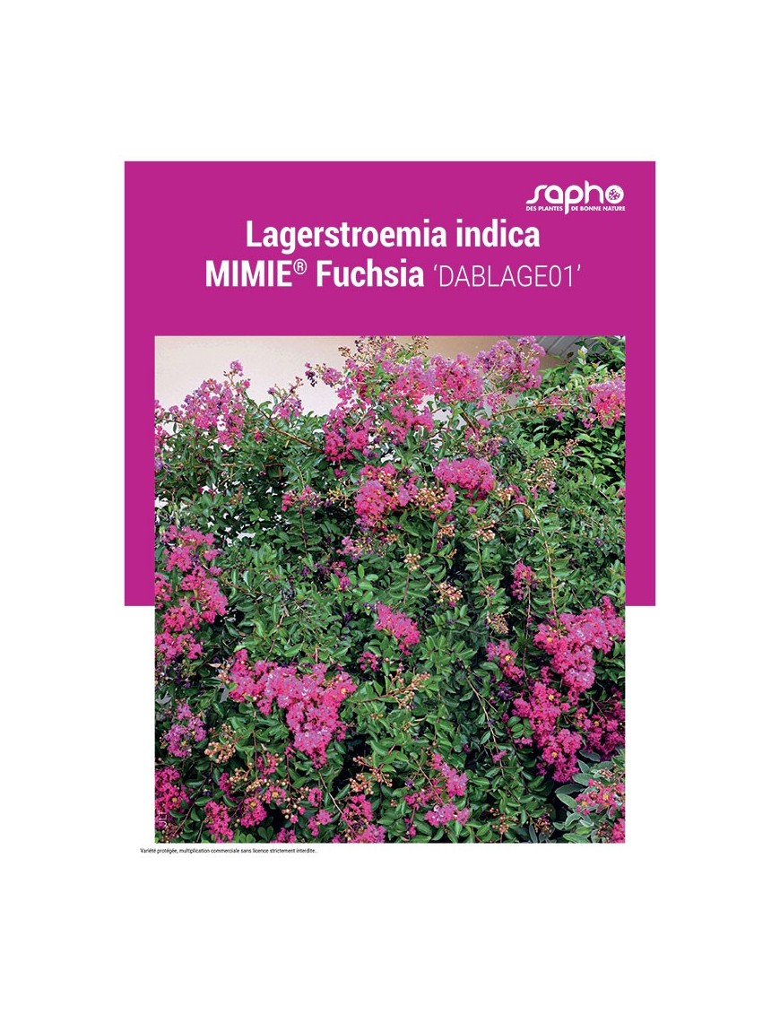 LAGERSTROEMIA INDICA "Mimie® Fuchsia"