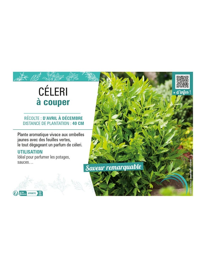 CÉLERI À COUPER