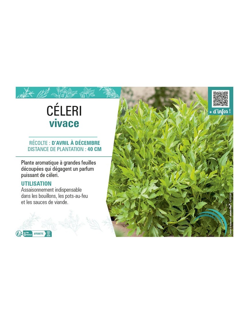 CÉLERI VIVACE