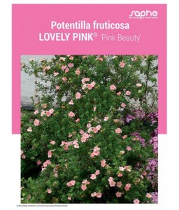 POTENTILLA FRUTICOSA "Lovely Pink®"