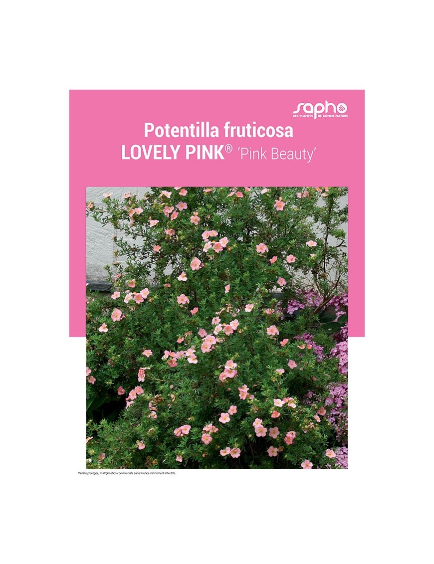POTENTILLA FRUTICOSA "Lovely Pink®"