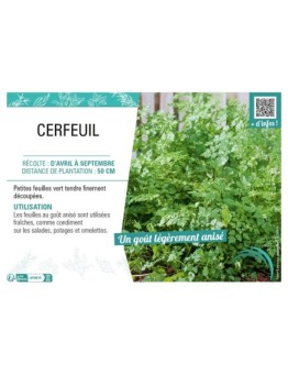 CERFEUIL