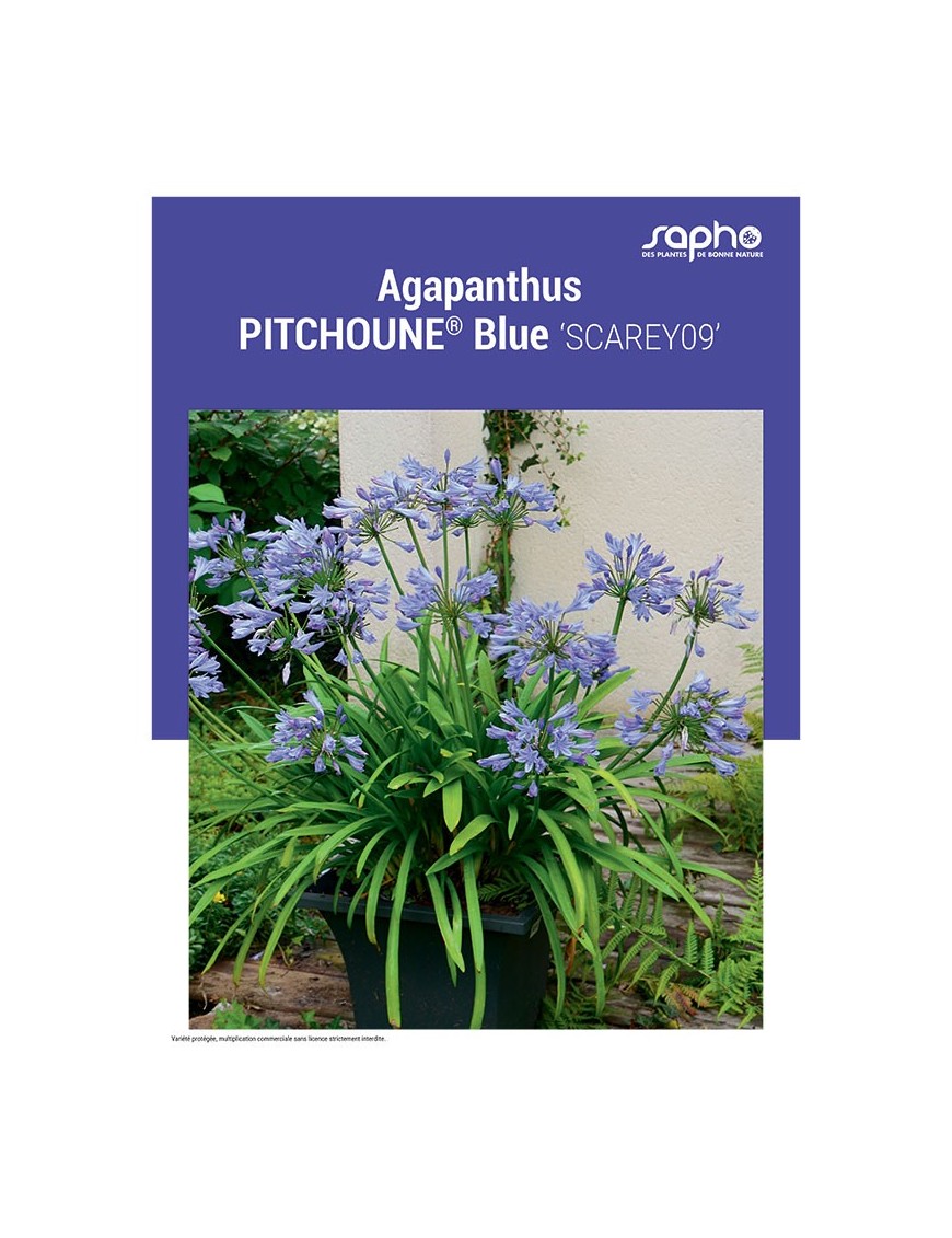 AGAPANTHUS "Pitchoune® Blue"